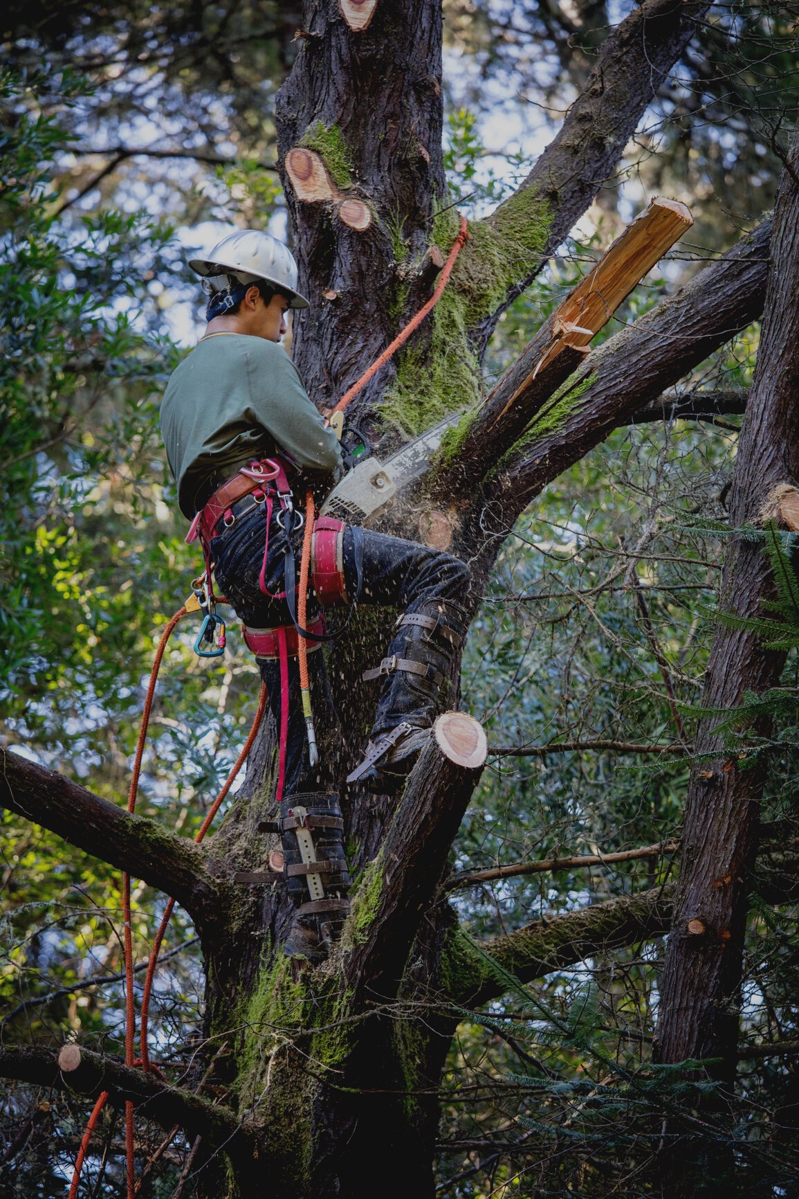 Man Cutting Down Tree