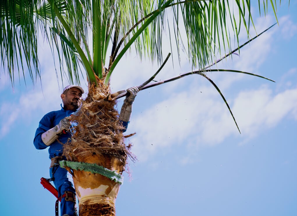 One man working at the top of a palm tree pruning the leaves.