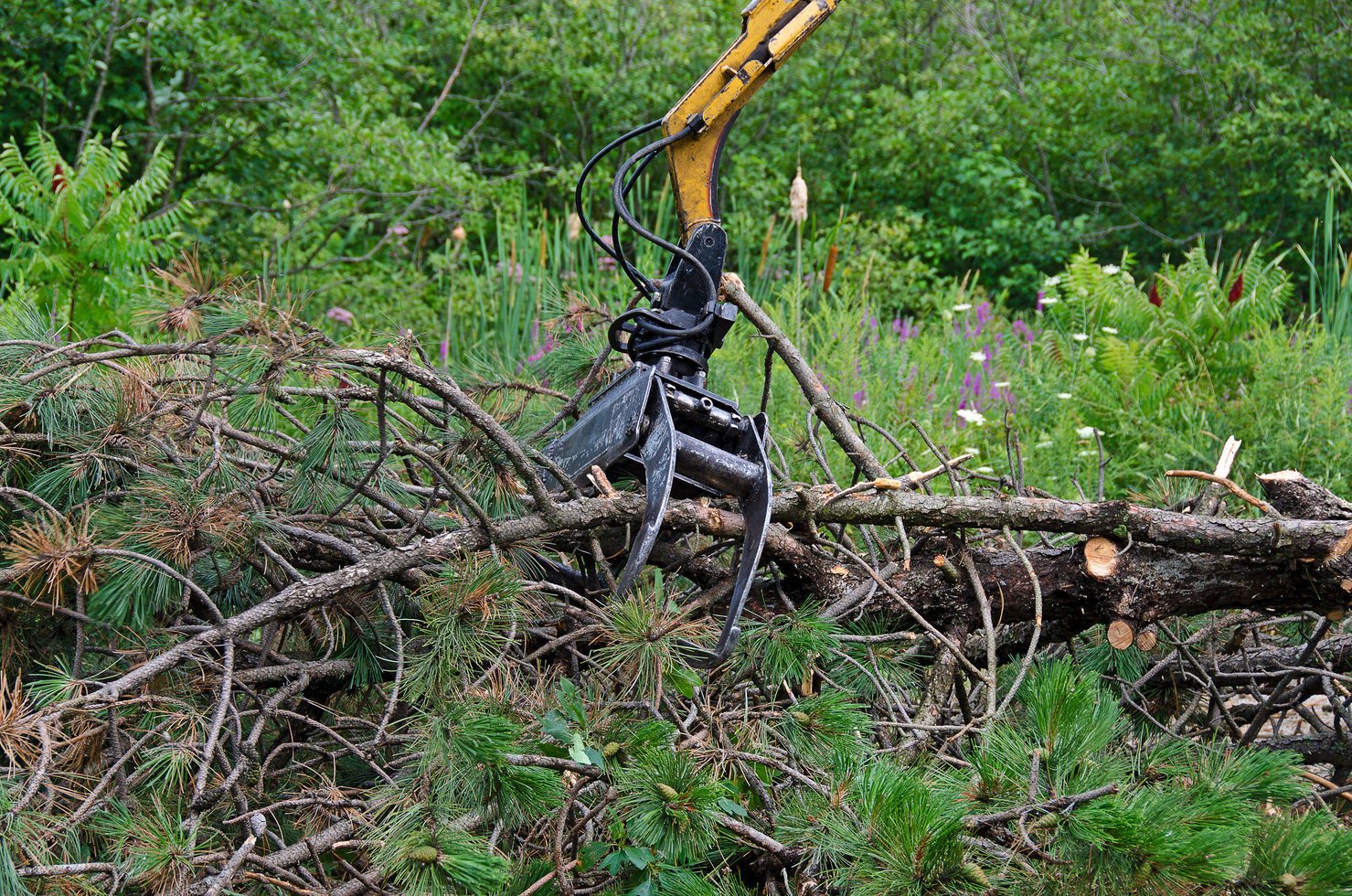 tree removal equipment