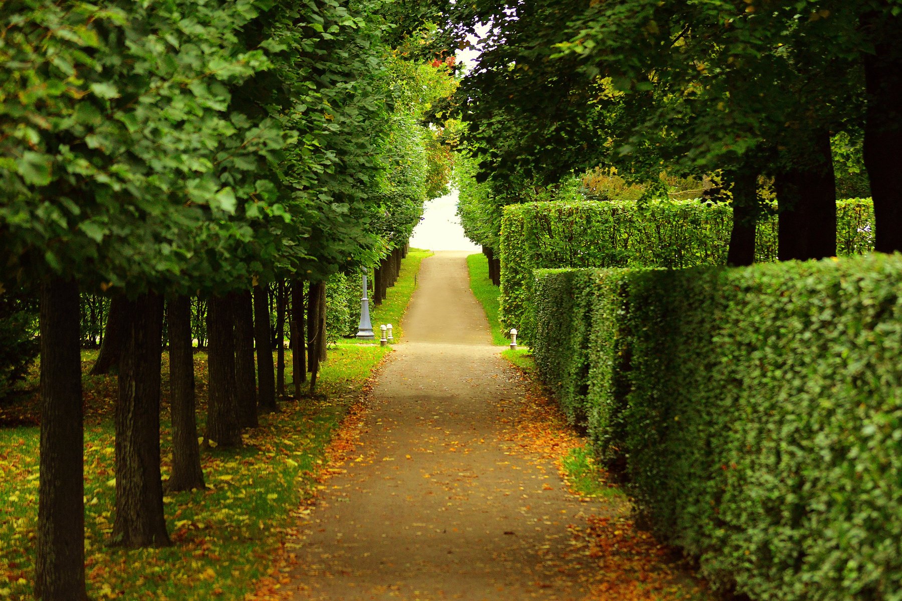 Walkway with Trimmed Bushes